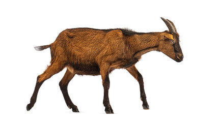 Brown goat walking on white background