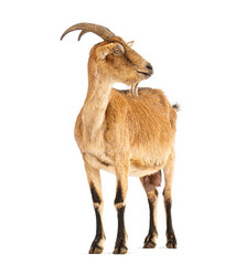 Domestic goat standing and looking back on white background