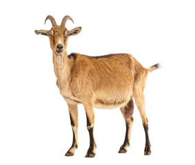 Brown goat standing on white background