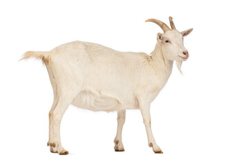 White goat walking on white background