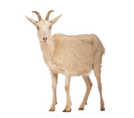 Goat standing on white background, farm animal portrait