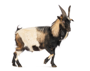 Bagot goat walking on white background