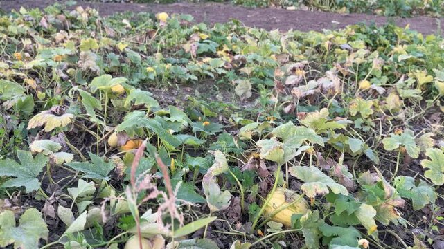 Pumpkin plants growing in a garden with green leaves and ripening fruits on soil in autumn.