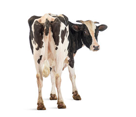 Curious cow turning its head while standing on white background