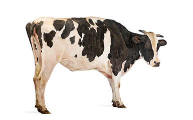 Black and white cow standing on white background