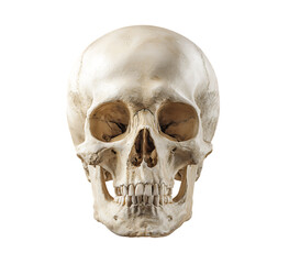 Detailed realistic human skull front view isolated for medical educational and artistic use