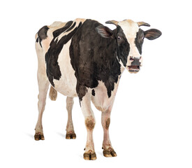 Surprised cow opening mouth showing teeth on white background