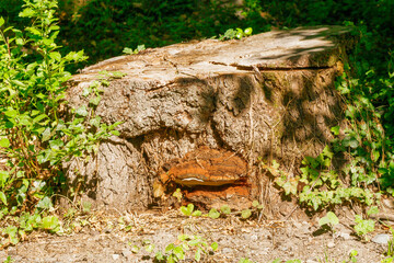 Old tree stump with shelf fungus and ivy growing in a forest on a sunny summer day
