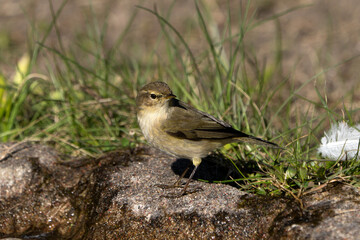 A small, brown and beige common chiffchaff stands on a rock next to some water and green grass, with a white feather nearby 