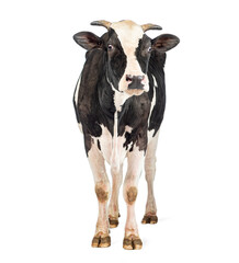 Young dairy cow standing on white background