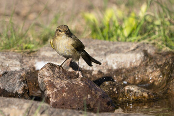 A small, brown and beige common chiffchaff stands on a rock near a shallow pool of water with some green grass while looking at the camera