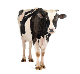 Black and white cow standing on a white background, looking forward