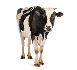 Funny cow sticking out tongue on white background