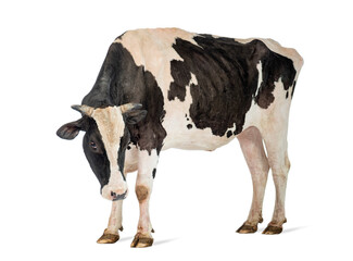 Black and white cow standing on white background
