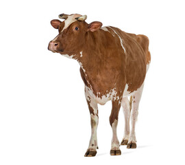 Brown and white cow standing on white background