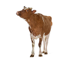 Holstein cow standing and looking up isolated on a white background