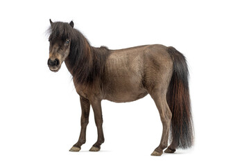 Dark brown poney standing on white background