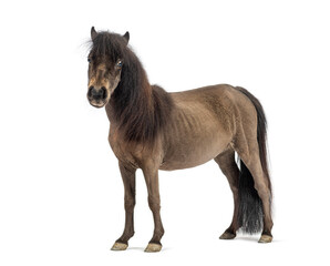 poney standing on white background
