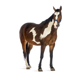 Obraz premium Pinto horse standing on white background, wearing a bridle