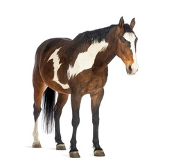 Obraz premium Paint horse standing on white background and looking away