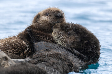 Sea Otter