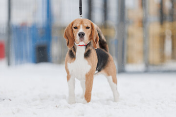 A Beagle dog walks on a walking area in winter
