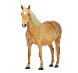 Horse standing on white background wearing a bridle