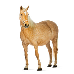 Palomino horse standing on white background wearing a bridle
