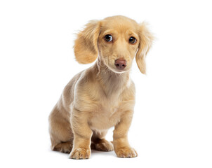 Studio shot of a cute miniature dachshund puppy sitting and leering forward on a white background