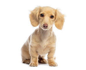 Miniature dachshund puppy sitting and looking at camera on white background