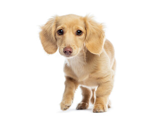 Adorable miniature dachshund puppy walking on white background