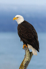Bald Eagle adult