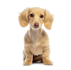 Miniature dachshund puppy sitting and looking forward on white background