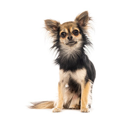 Adorable long haired chihuahua sitting and posing on a seamless white background