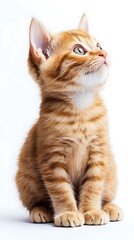 Naklejka premium Adorable ginger tabby kitten sitting attentively on a photo white background orange