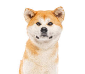 Studio shot of beautiful akita inu dog posing on white background