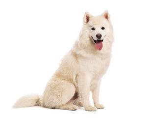 pomsky dog sitting and panting on white background