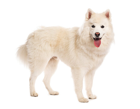 White pomsky dog standing and panting on white background