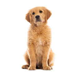 Adorable golden retriever puppy sitting and looking forward on white background
