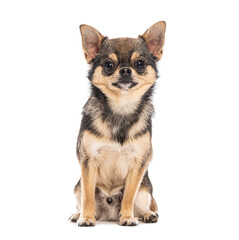 Adorable Pomchi, a cross between a Pomeranian and a Chihuahua, sitting and looking at camera on...
