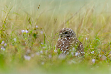 Burrowing Owl