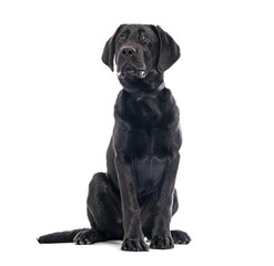 Obraz premium Curious black labrador puppy sitting and looking up on white background