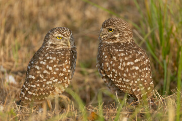 Burrowing Owl