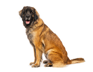 Leonberger dog sitting and looking at camera on white background