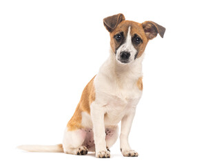 Adorable mixed breed puppy sitting and looking attentively on white background