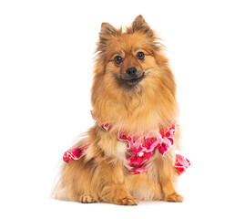 German spitz klein dog wearing pink dress sitting on white background