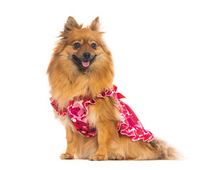 Adorable german spitz klein wearing a pink dress and panting