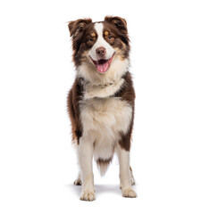 Australian shepherd dog standing and panting on white background