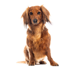 Longhaired dachshund sitting and looking forward on white background