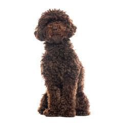 Adorable brown poodle sitting and posing on white background